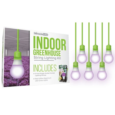 Daylight Single-Socket Corded LED G, PK6
